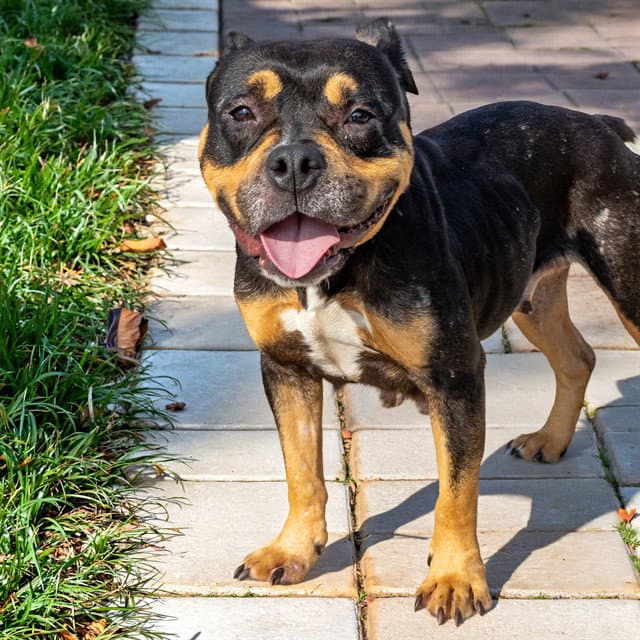 Princess - Pit Bull Terrier