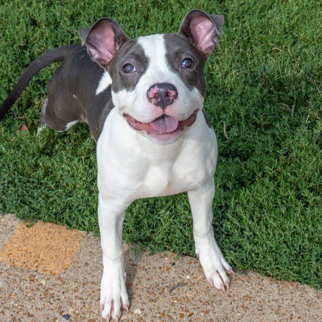 Royalty - Pit Bull Terrier