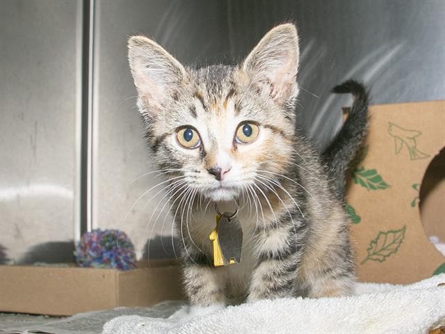 Haley - Domestic Short Hair