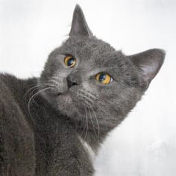 Lucy image 1