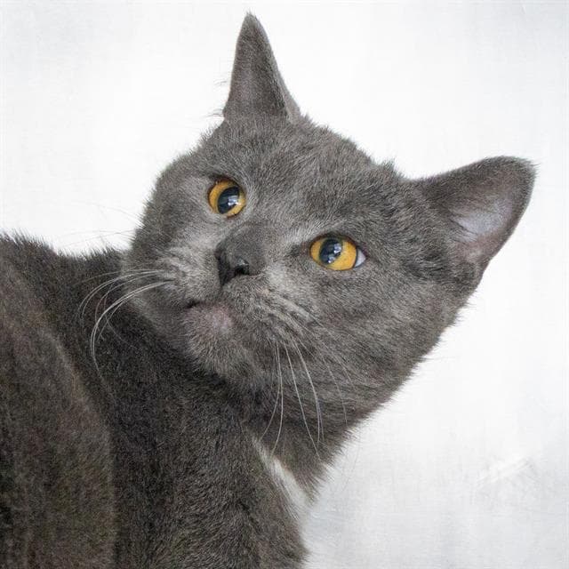 Lucy - Domestic Short Hair