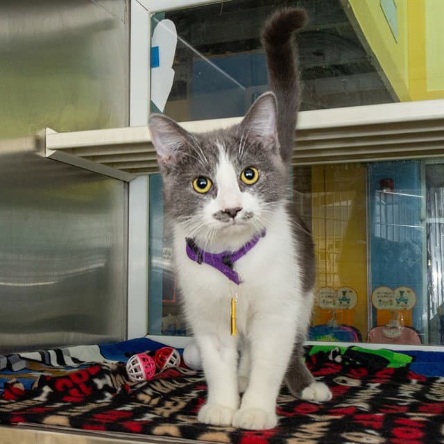 Cupcake - Domestic Short Hair