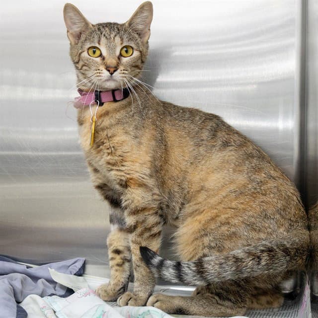 Circe - Domestic Short Hair