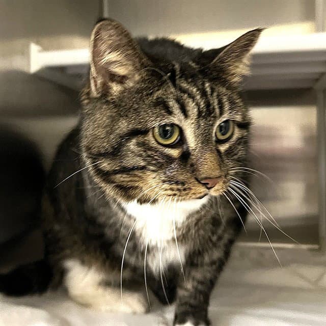 Boots - Domestic Short Hair