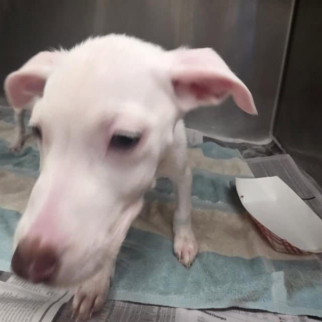 Bunsen - Pit Bull Terrier
