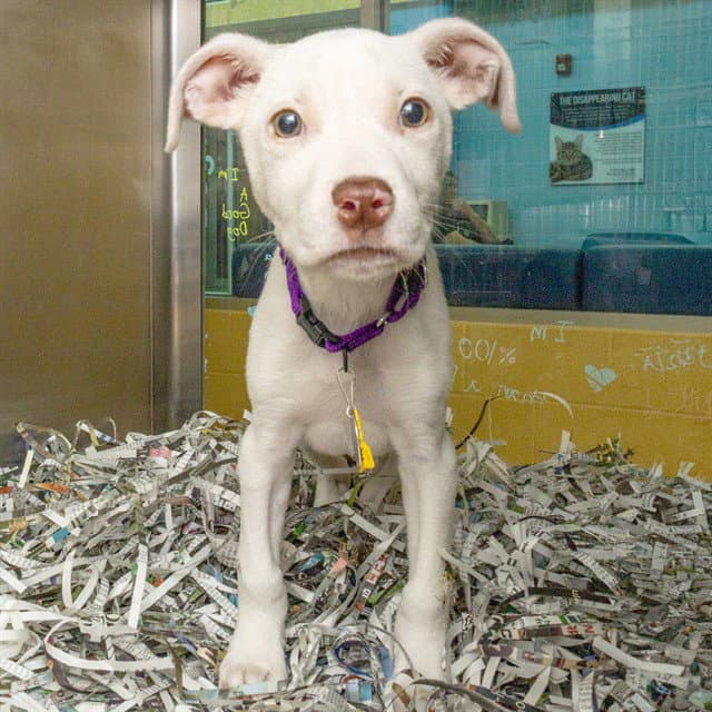 Bunsen - Pit Bull Terrier