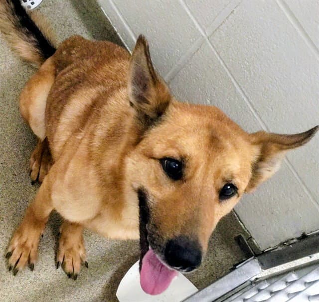 Erid - German Shepherd Dog