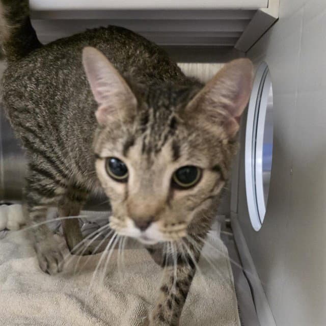 Bitty - Domestic Short Hair