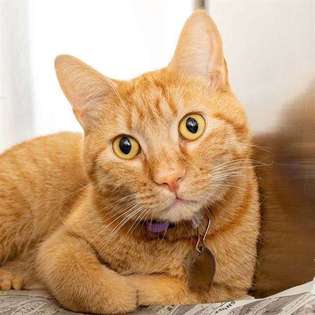 Tiger - Domestic Short Hair