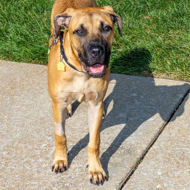 Peanut - Mastiff
