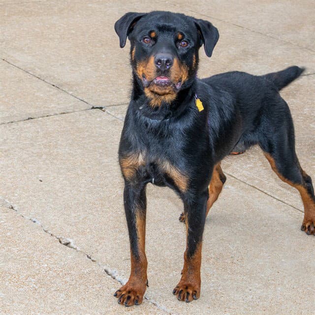 Montana - Rottweiler