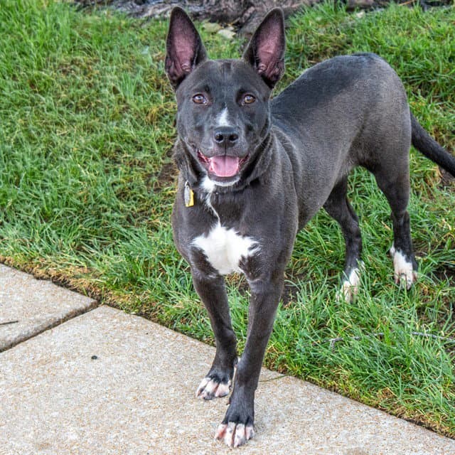 Slate - Australian Cattle Dog/Blue Heeler
