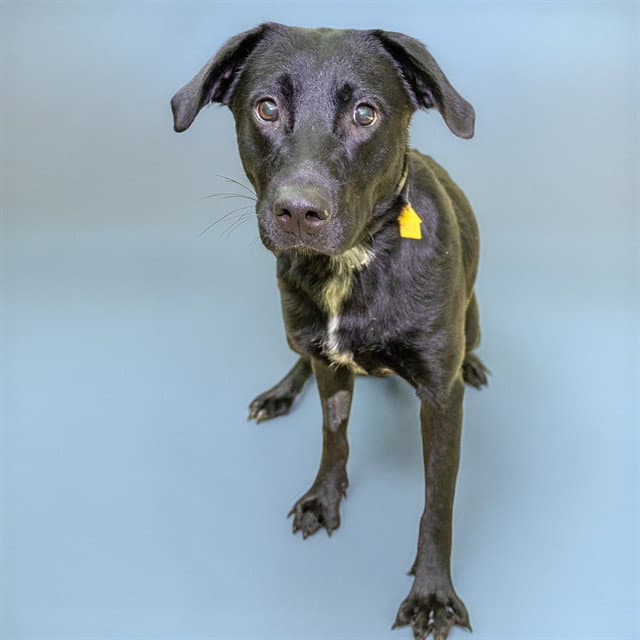 Wimpy - Labrador Retriever