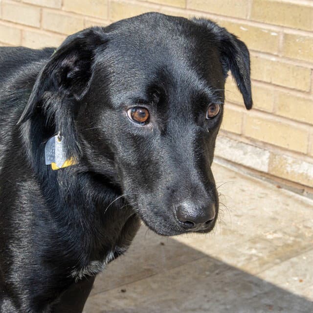 Weeny - Labrador Retriever