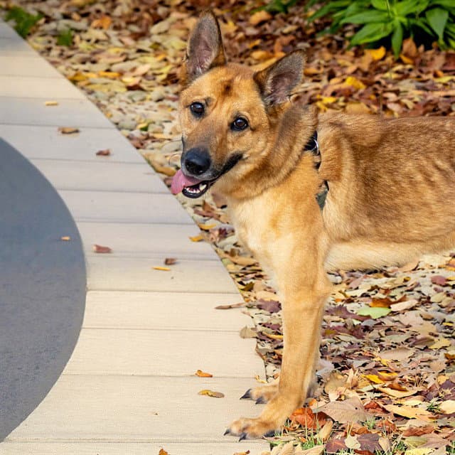 Erid - German Shepherd Dog
