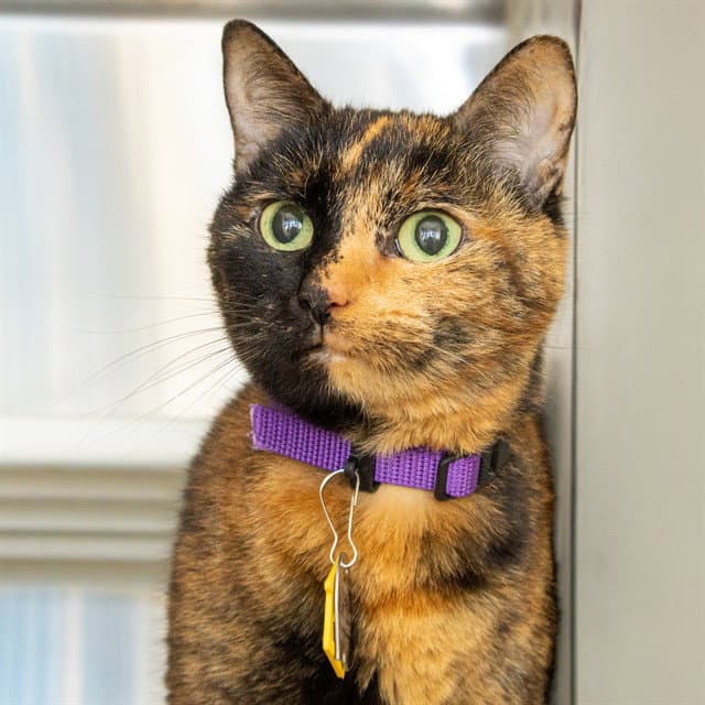 Patches - Domestic Short Hair