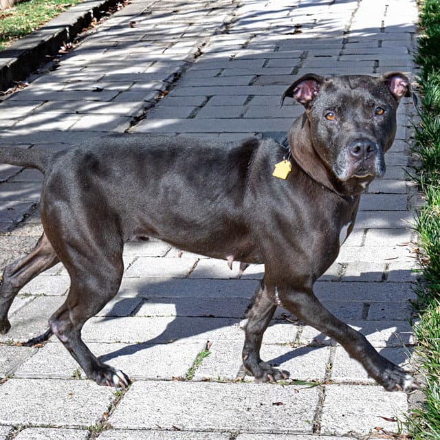 Firecracker - Pit Bull Terrier