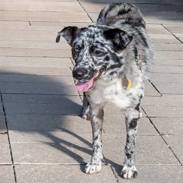 Merlin - Australian Cattle Dog/Blue Heeler