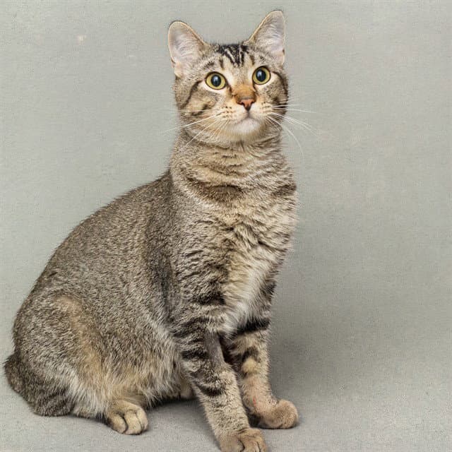 Pepe - Domestic Short Hair