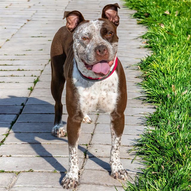Milk Duds - Pit Bull Terrier