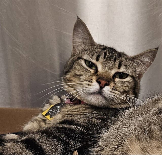 Skylar - Domestic Short Hair