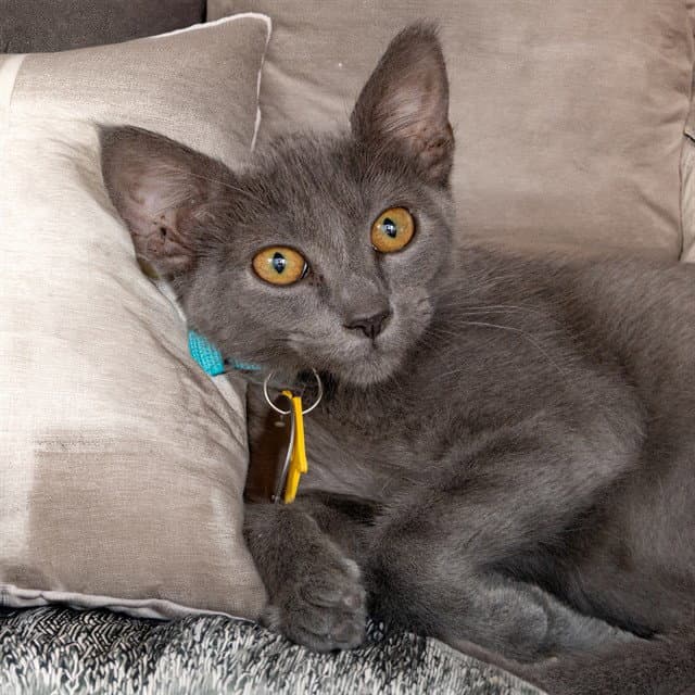 August - Domestic Short Hair