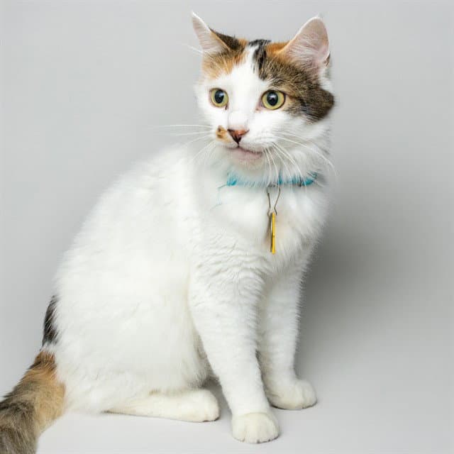 Limestone - Domestic Short Hair