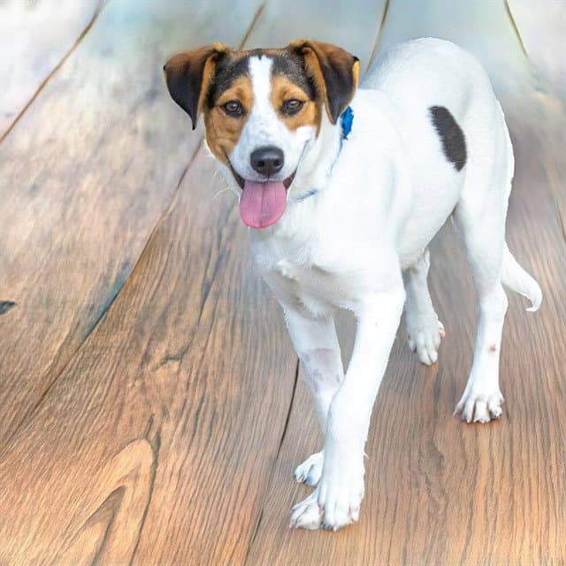 Huzzah - Beagle
