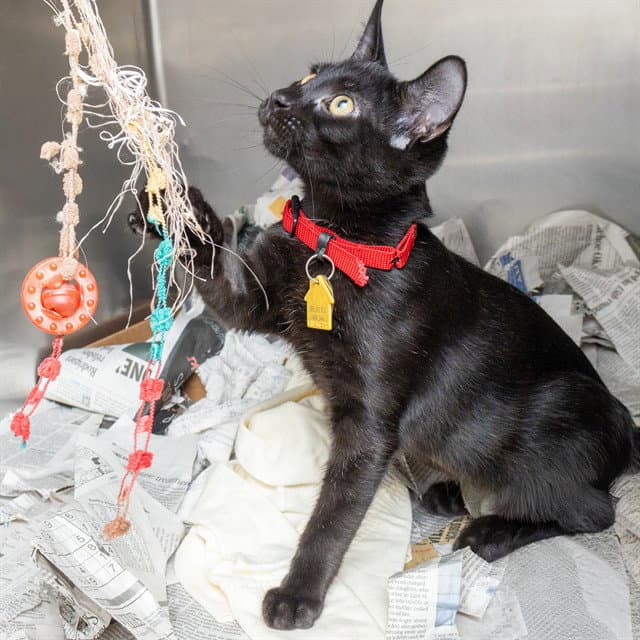 Simon - Domestic Short Hair