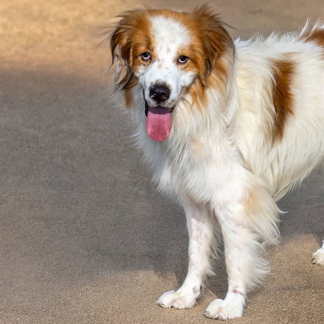 Ganges Shark - Great Pyrenees
