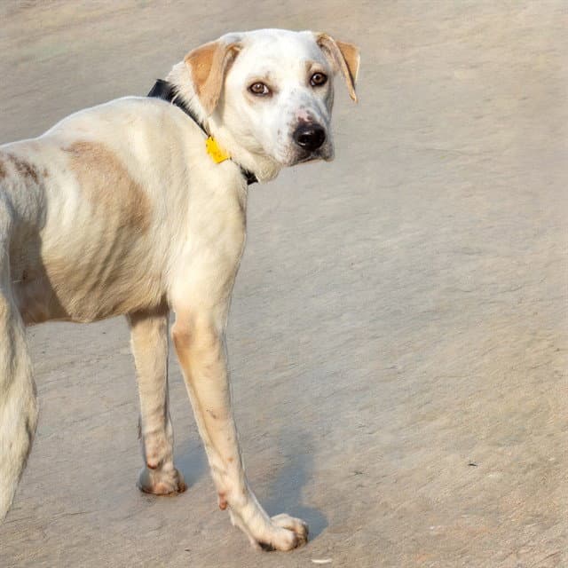 Dasani - Labrador Retriever