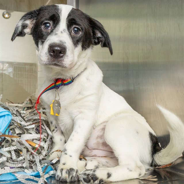 Teletubbie - Parson Russell Terrier