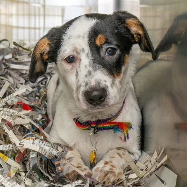 Carmella - Parson Russell Terrier