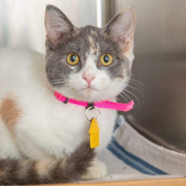 Scarlet - Domestic Short Hair