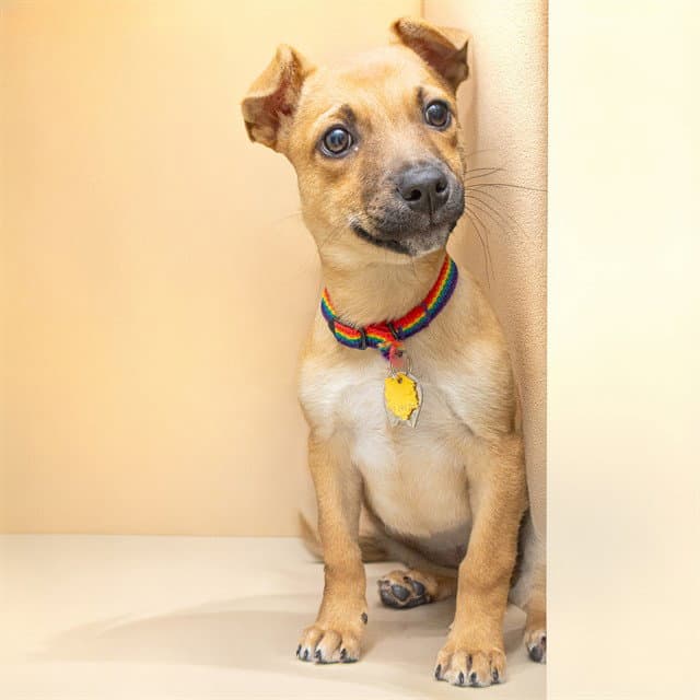 Sasha - Black Mouth Cur