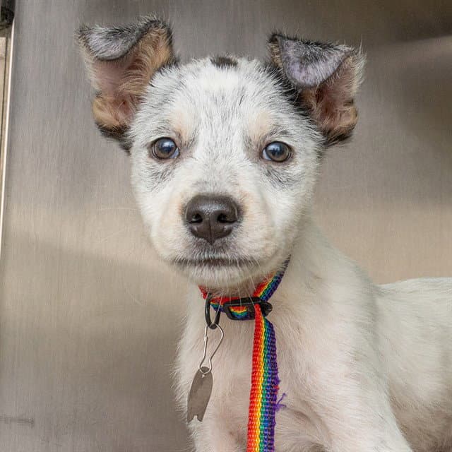 Zorro - Australian Cattle Dog/Blue Heeler