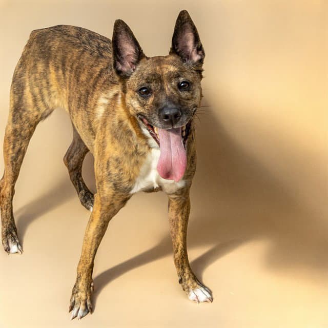 Flute - Australian Cattle Dog/Blue Heeler