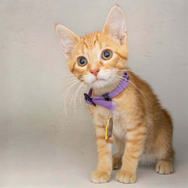 Kermit - Domestic Short Hair