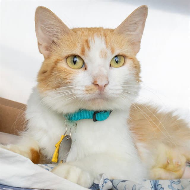 Cabaret - Domestic Medium Hair