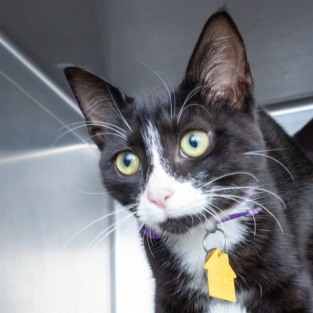 Amelia - Domestic Short Hair