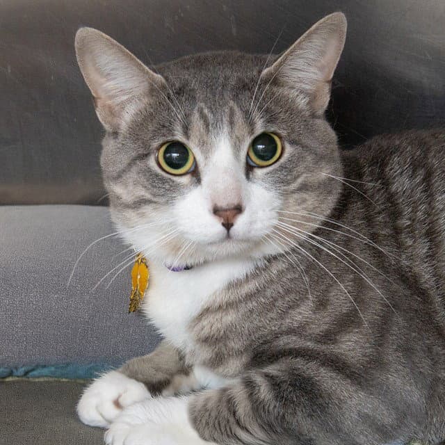 Lenny - Domestic Short Hair