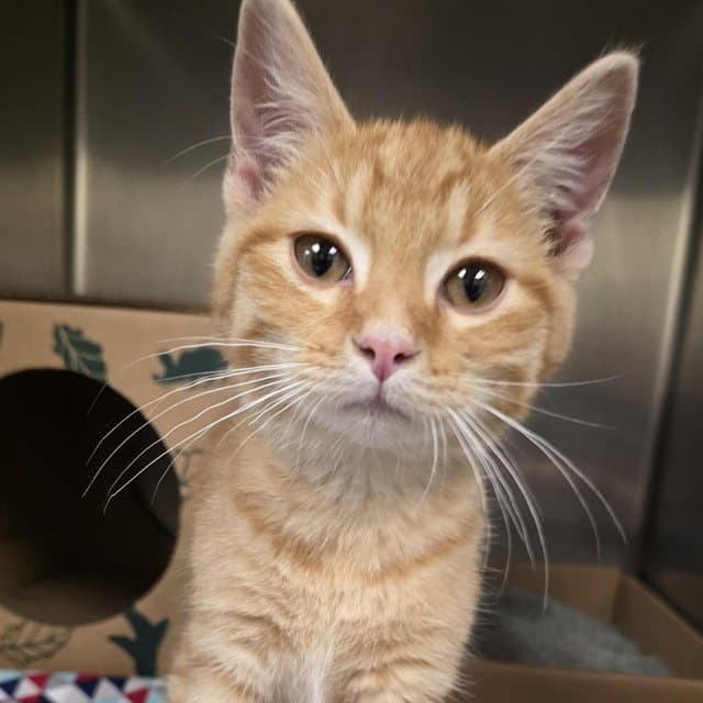 George - Domestic Short Hair