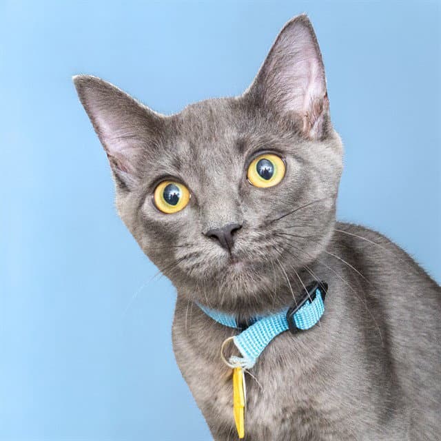 Sloan - Domestic Short Hair