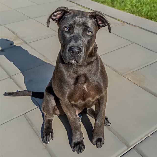 Boston - Mastiff