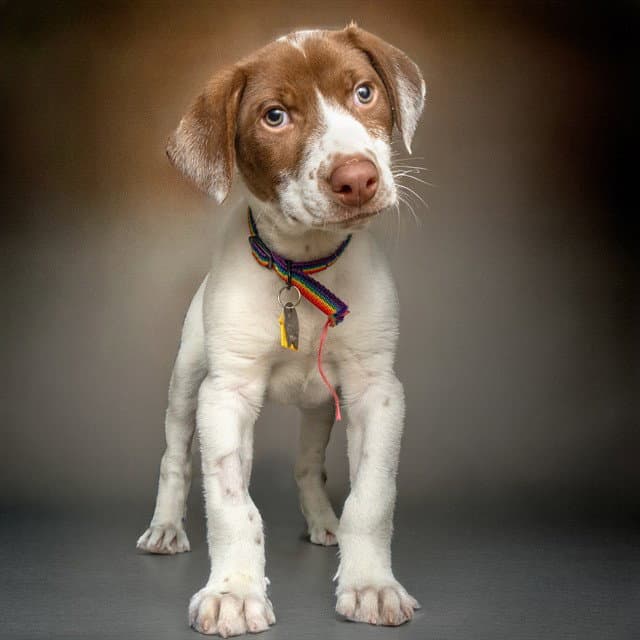 William - Labrador Retriever