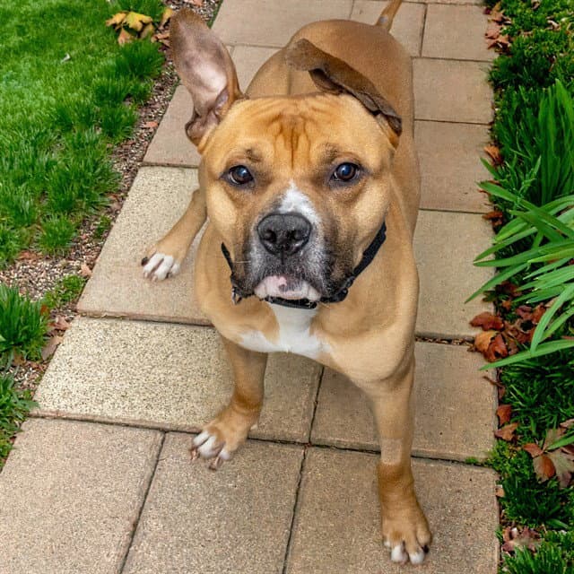 Puncho - Pit Bull Terrier