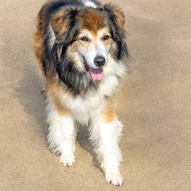 Feather - Great Pyrenees