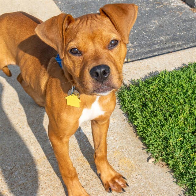 Diamond - Pit Bull Terrier