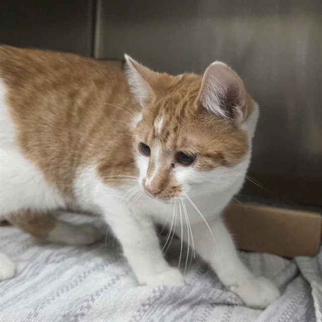 Skyler - Domestic Short Hair