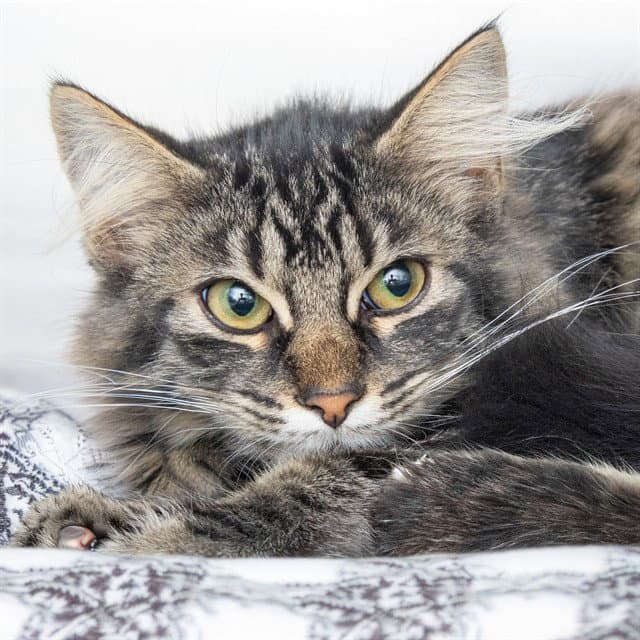 Rex - Domestic Medium Hair